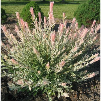 Gluosnė, margalapė ,,Hakuro nishiki,, /salix integra/ - P9 kont.