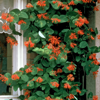 Vīteņsausserdis, brauna ,,Dropmore Scarlet,, /lonicera x brownii/ -C2 kont
