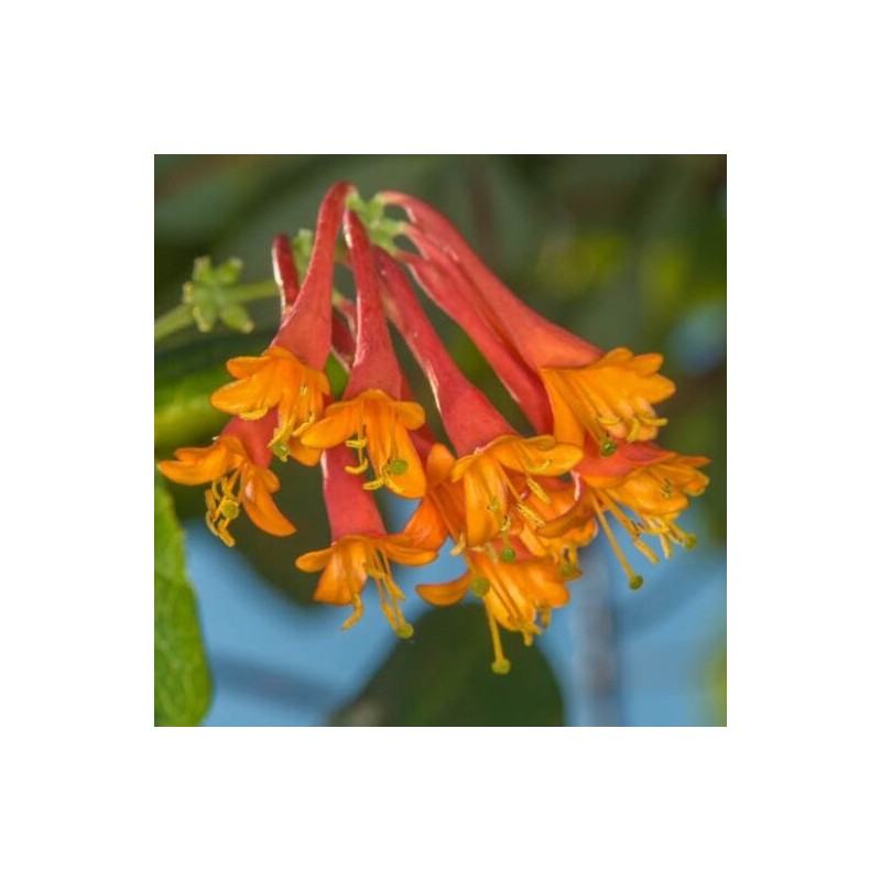 Sausmedis, brouno  ,,Dropmore Scarlet,, /lonicera x brownii/ -C2 kont