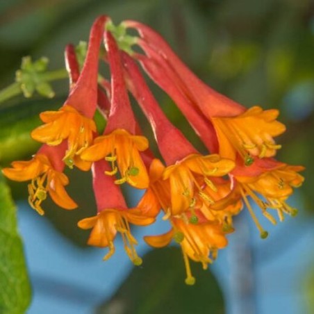 Sausmedis, brouno  ,,Dropmore Scarlet,, /lonicera x brownii/ -C2 kont