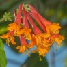 Vīteņsausserdis, brauna ,,Dropmore Scarlet,, /lonicera x brownii/ -C2 kont