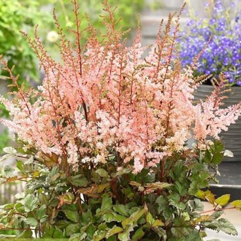 Astilbe, ārenda 'Spotlight'...