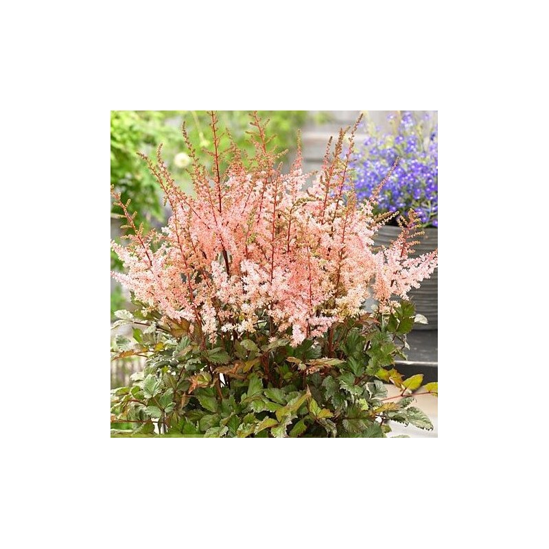 Astilbe, ārenda 'Spotlight' /Astilbe arendsii/ C2 kont.
