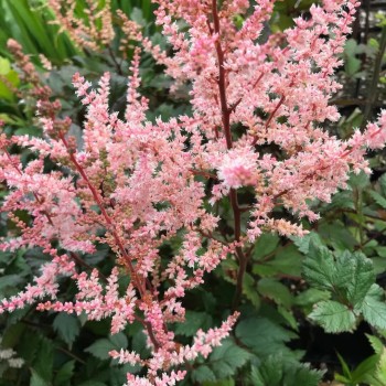 Astilbe, ārenda 'Spotlight' /Astilbe arendsii/ C2 kont.