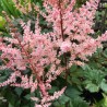 Astilbe, ārenda 'Spotlight' /Astilbe arendsii/ C2 kont.