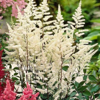 Astilbe, ārenda - baltā...