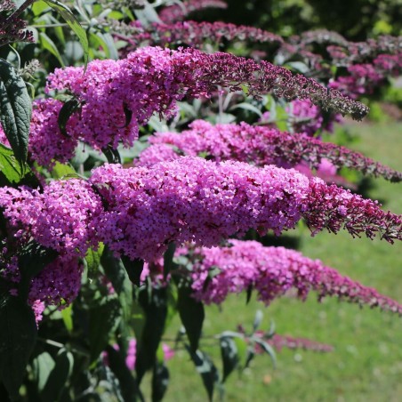 Budleja, Dāvida ,,Purple Prince,,/Buddleja davidii/- C2,5 kont.