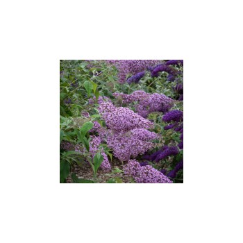 Budleja, Dāvida ,,Gulliver,, /Buddleja davidii/- C2,5 kont.
