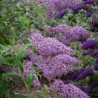 Budleja, Dāvida ,,Gulliver,, /Buddleja davidii/- C2,5 kont.