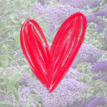 Budleja, Dāvida ,,Gulliver,, /Buddleja davidii/- C2,5 kont.