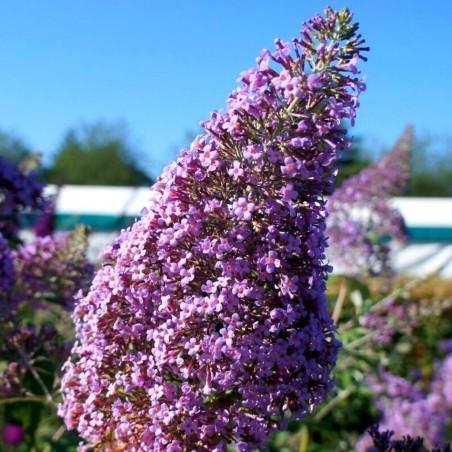 Budleja, Dāvida ,,Gulliver,, /Buddleja davidii/- C2,5 kont.