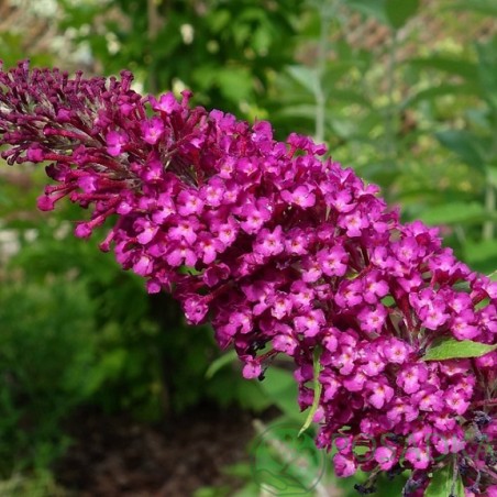 Budlėja, Dovydo ,,Sugar Plum,, /Buddleja davidii/- C2,5 kont.