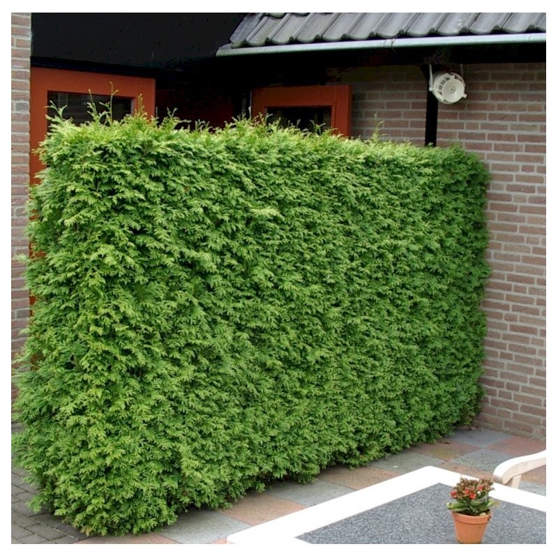Tūja, rietumu ,,Brabant,, /thuja occidentalis/ - C2,5, 70-80cm.