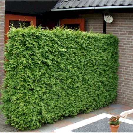Tūja, rietumu ,,Brabant,, /thuja occidentalis/ - C2,5, 50-60cm.