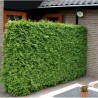 Tūja, rietumu ,,Brabant,, /thuja occidentalis/ - C2,5, 50-60cm.
