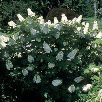 Hortenzija, ozollapu 'Snowflake' /hydrangea quercifolia/ - C4 kont.