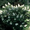 Hortenzija, ozollapu 'Snowflake' /hydrangea quercifolia/ - C4 kont.