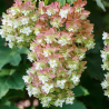 Hortenzija, ozollapu 'Snowflake' /hydrangea quercifolia/ - C4 kont.