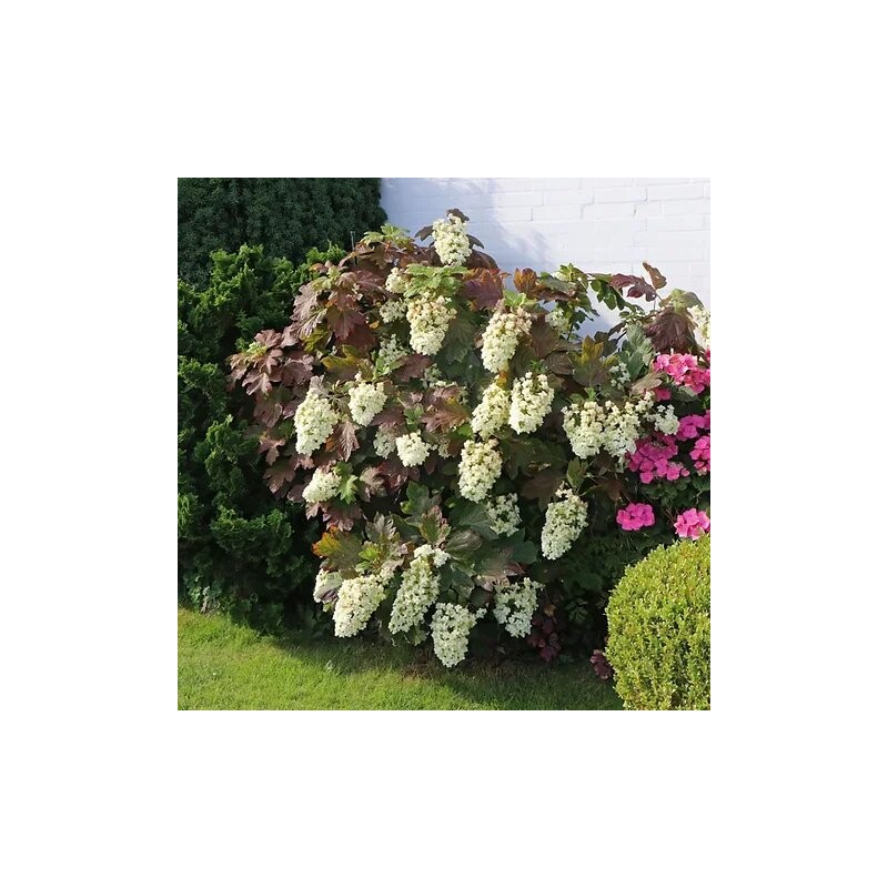 Hortenzija, ozollapu 'Snowflake' /hydrangea quercifolia/ - C4 kont.