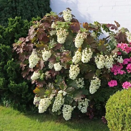 Hortenzija, ozollapu 'Snowflake' /hydrangea quercifolia/ - C4 kont.