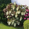 Hortenzija, ozollapu 'Snowflake' /hydrangea quercifolia/ - C4 kont.