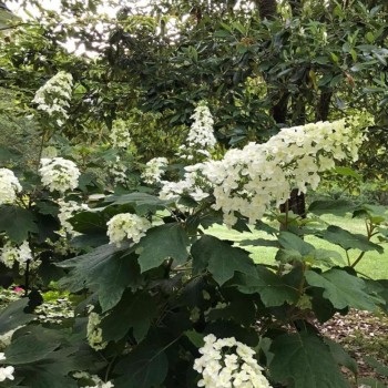 Hortenzija, ozollapu 'Snowcicle' /hydrangea quercifolia/ - C4 kont.