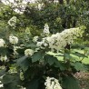 Hortenzija, ozollapu 'Snowcicle' /hydrangea quercifolia/ - C4 kont.