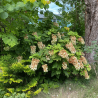 Hortenzija, ozollapu 'Snowcicle' /hydrangea quercifolia/ - C4 kont.