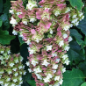 Hortenzija, ozollapu 'Snowcicle' /hydrangea quercifolia/ - C4 kont.