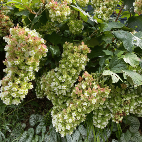 Hortenzija, ozollapu 'Snowcicle' /hydrangea quercifolia/ - C4 kont.