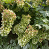 Hortenzija, ozollapu 'Snowcicle' /hydrangea quercifolia/ - C4 kont.