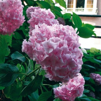 Hortenzija, liellapu 'Bouquet Rose' /hydrangea macrophylla/ - C2,5 kont.