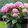 Hortenzija, liellapu 'Bouquet Rose' /hydrangea macrophylla/ - C2,5 kont.