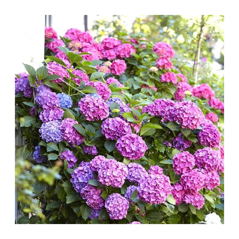 Hortenzija, liellapu 'Bouquet Rose' /hydrangea macrophylla/ - C2,5 kont.