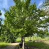 Skabārdis, parastais /carpinus betulus/, 50-70cm.