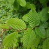 Skabārdis, parastais /carpinus betulus/, 50-70cm.