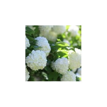 Irbene, parastā 'Pohjan Neito' /Viburnum opulus/ - C2,5 kont.