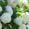 Irbene, parastā 'Pohjan Neito' /Viburnum opulus/ - C2,5 kont.