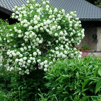 Irbene, parastā 'Pohjan Neito' /Viburnum opulus/ - C2,5 kont.