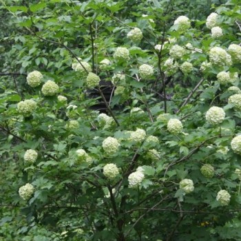 Irbene, parastā 'Pohjan Neito' /Viburnum opulus/ - C2,5 kont.