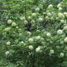 Irbene, parastā 'Pohjan Neito' /Viburnum opulus/ - C2,5 kont.