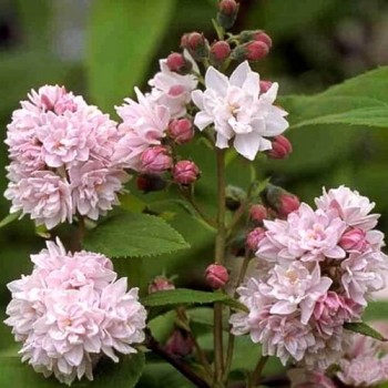 Deicija, hibrīdā 'Pink Pom...