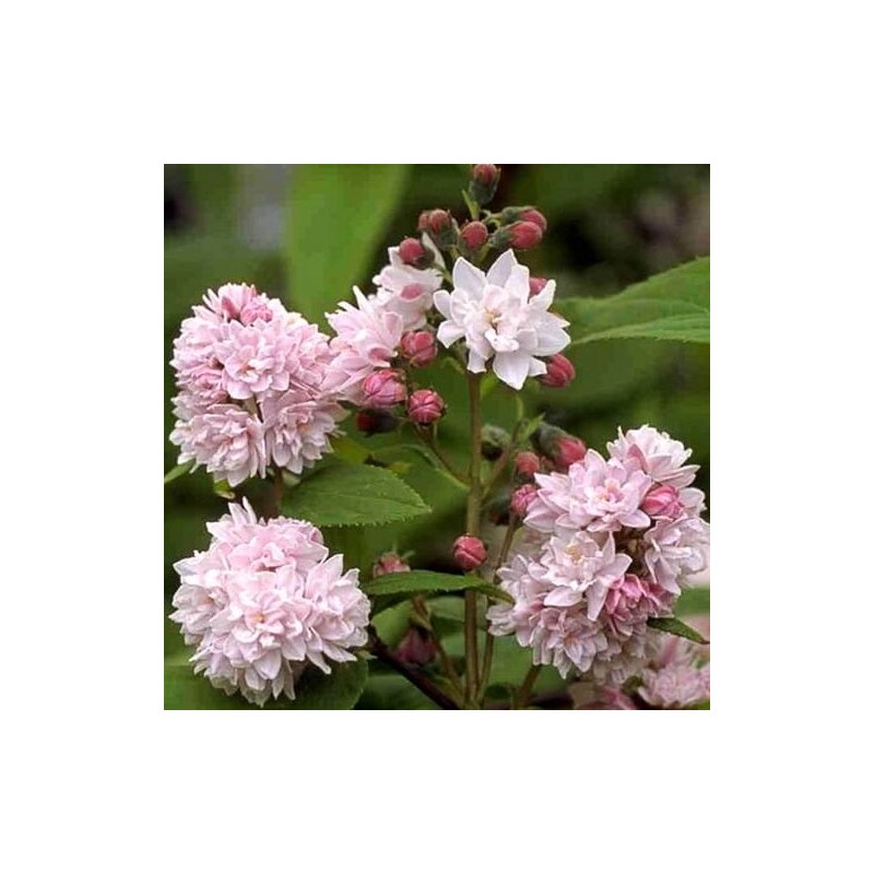 Deicija, hibrīdā 'Pink Pom Pom' /Deutzia x hybrida/ - C2,5 kont.