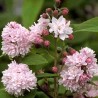 Deucija, hibridinė 'Pink Pom Pom' /Deutzia x hybrida/ - C2,5 kont.