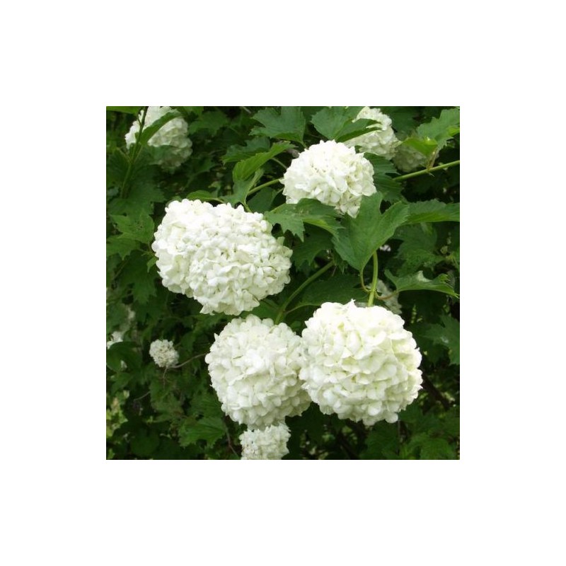 Irbene, parastā 'Pohjan Neito' /Viburnum opulus/ - C2,5 kont.