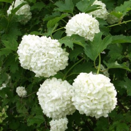 Irbene, parastā 'Pohjan Neito' /Viburnum opulus/ - C2,5 kont.