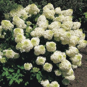 Hortenzija, skarainā ,,Silver Dollar,, /Hydrangea paniculata/ - C7,5 kont.