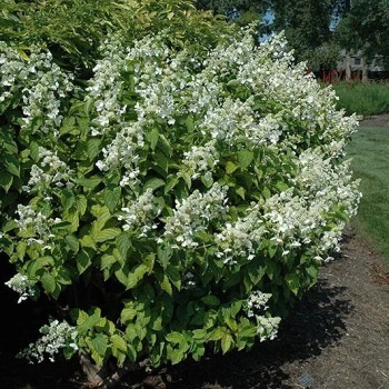 Skarainā hortenzija ,,White Lady,, /Hydrangea paniculata/ - C10 kont.