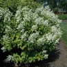 Hortenzija, šluotelinė ,,White Lady,, /Hydrangea paniculata/ - P9 kont.