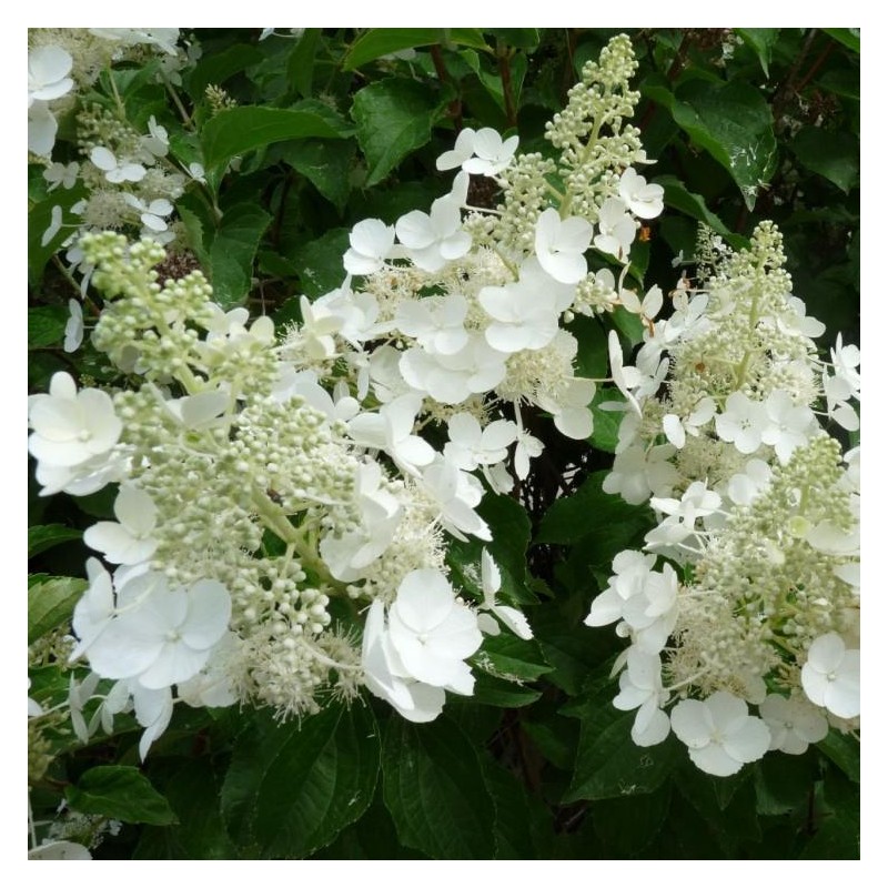 Hortenzija, šluotelinė ,,White Lady,, /Hydrangea paniculata/ - P9 kont.